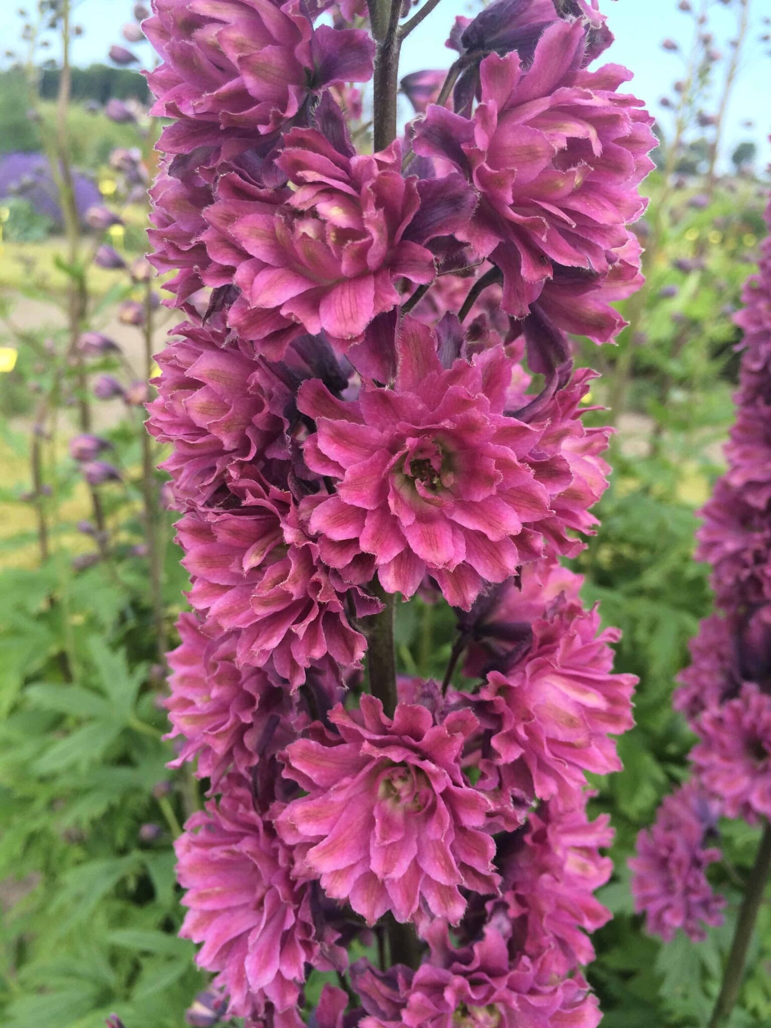 Delphinium Flamenco