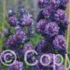 Delphinium Sweet Sensation