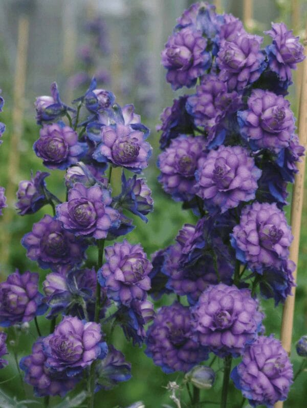 Delphinium Sweet Sensation - bag