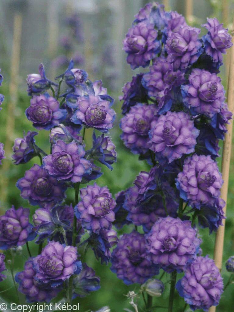 Delphinium Sweet Sensation