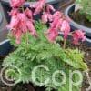 Dicentra Luxuriant