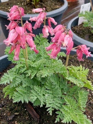 Dicentra Luxuriant - bag