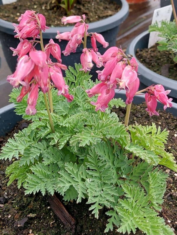Dicentra Luxuriant - case