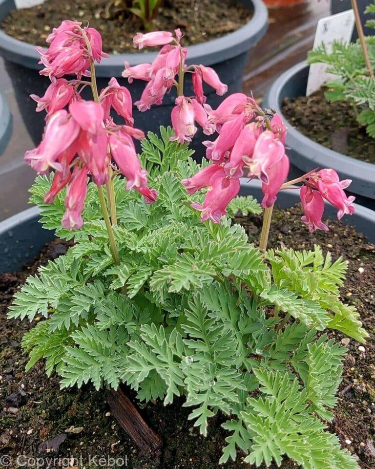 Dicentra Luxuriant