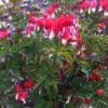 Dicentra Valentine