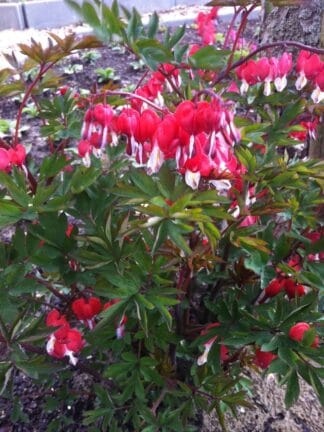 Dicentra Valentine - case