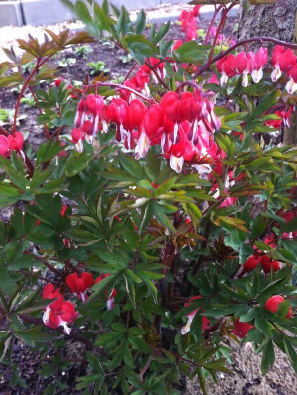 Dicentra Valentine