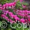 Dicentra spectabilis