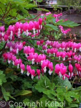 Dicentra Spectabilis - case