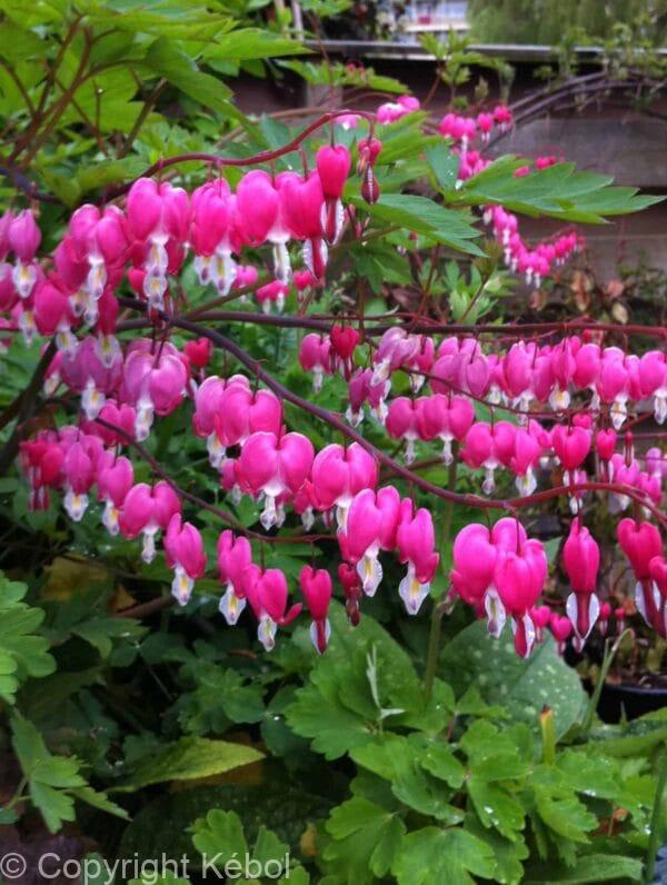 Dicentra spectabilis
