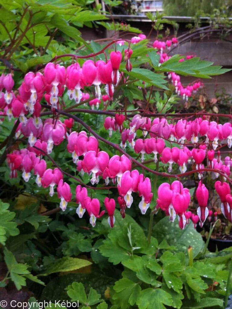 Dicentra spectabilis
