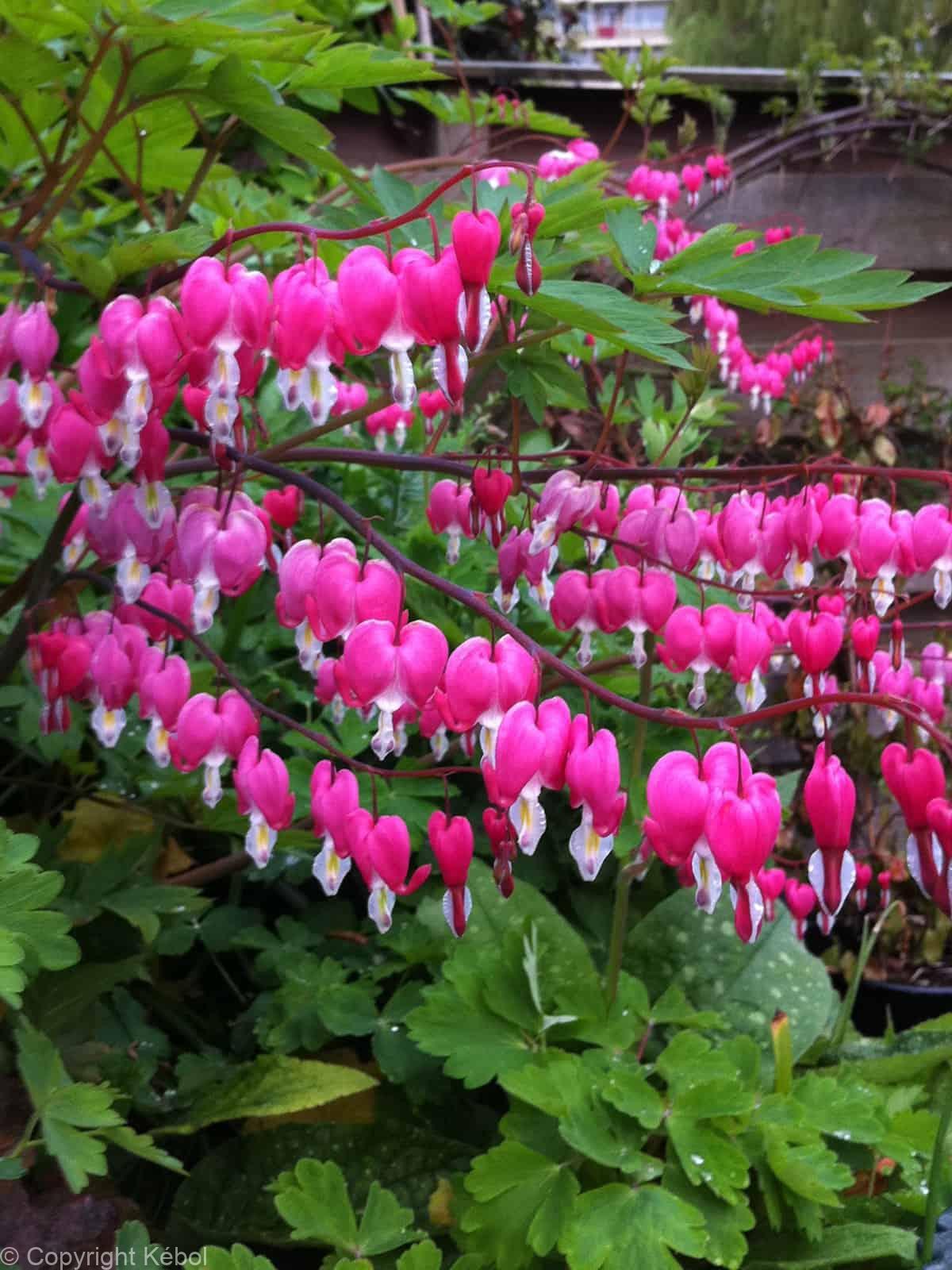 Dicentra spectabilis
