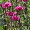 Echinacea Fatal Attraction