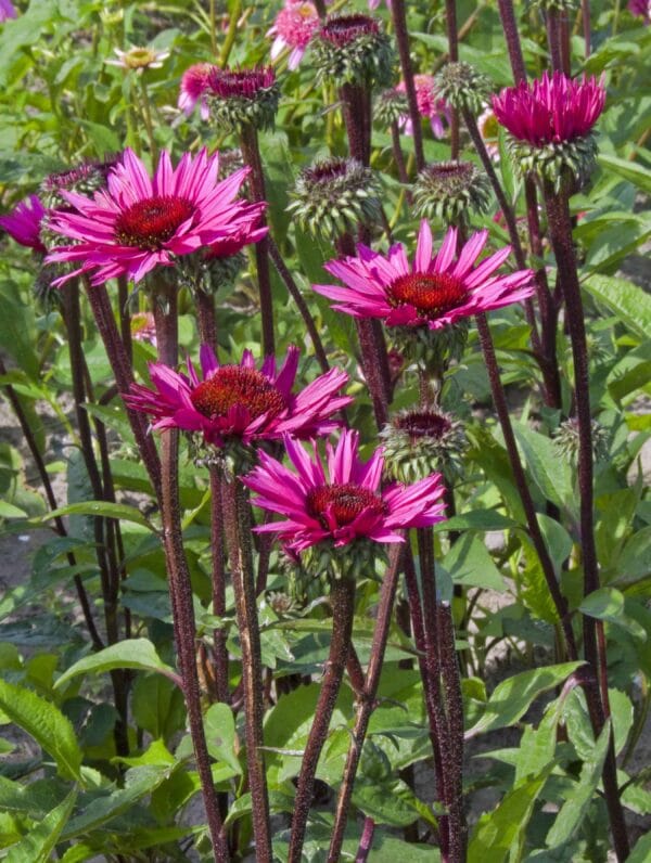 Echinacea Fatal Attraction - case