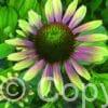 Echinacea Green Envy