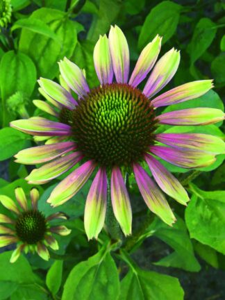 Echinacea Green Envy