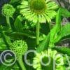 Echinacea Green Jewel