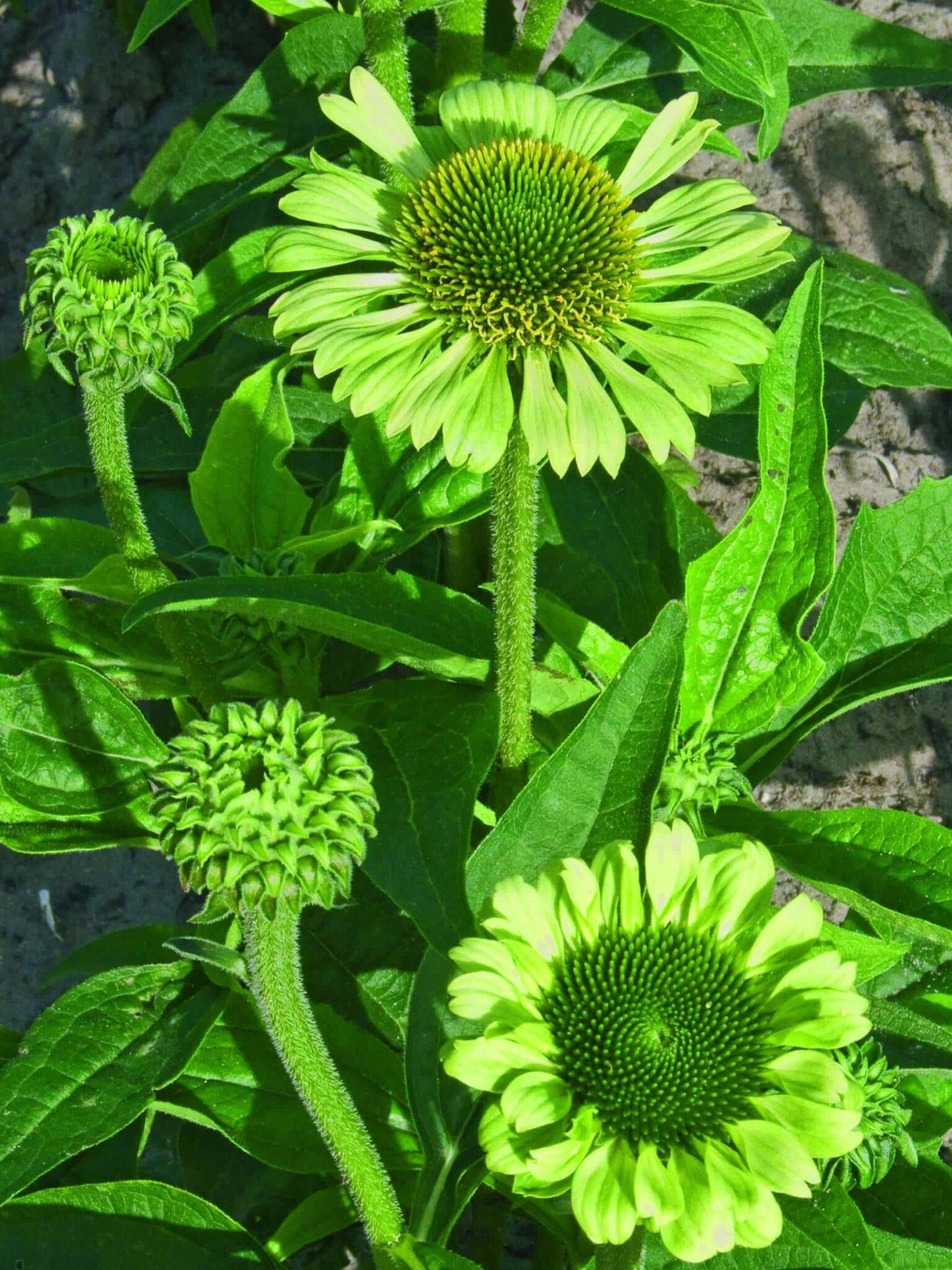 Echinacea Green Jewel