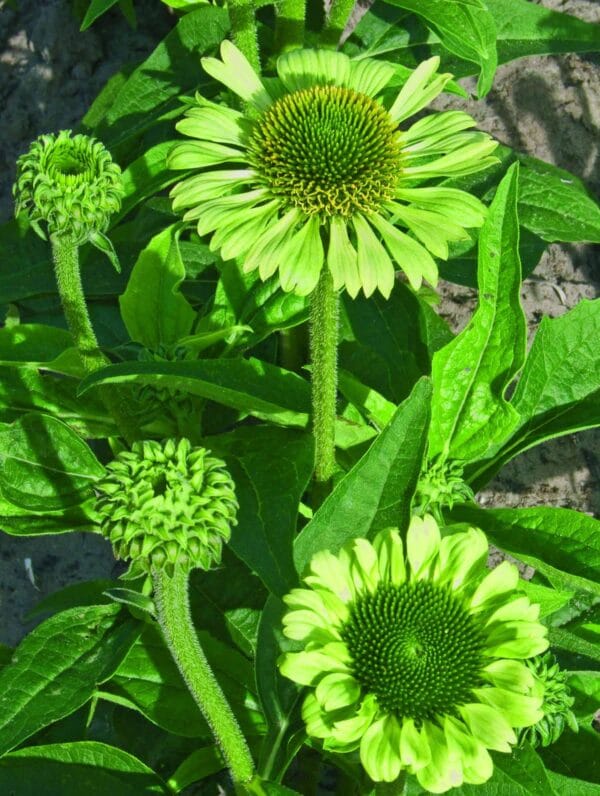 Echinacea Green Jewel - bag