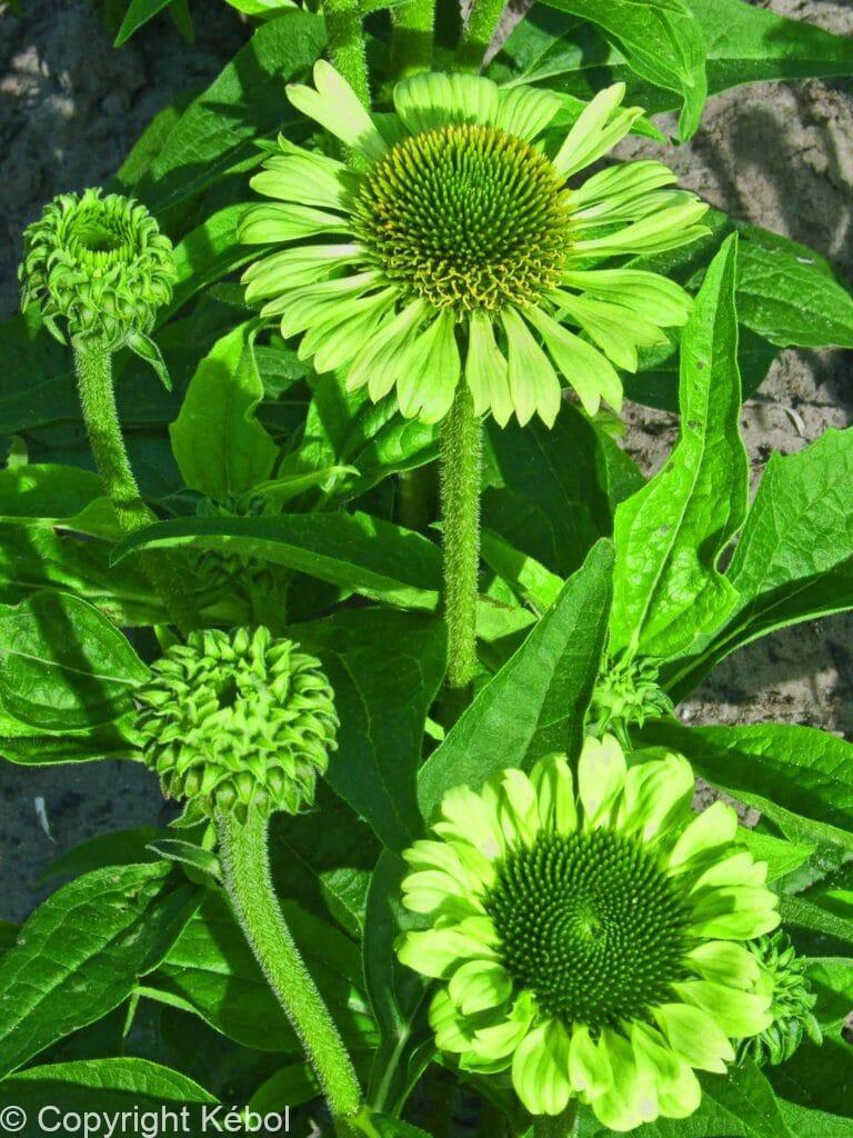 Echinacea Green Jewel
