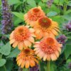 Echinacea Supreme Cantaloupe