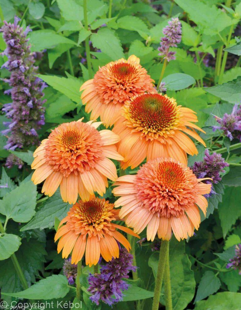 Echinacea Supreme Cantaloupe