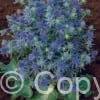 Eryngium Blue Hobbit