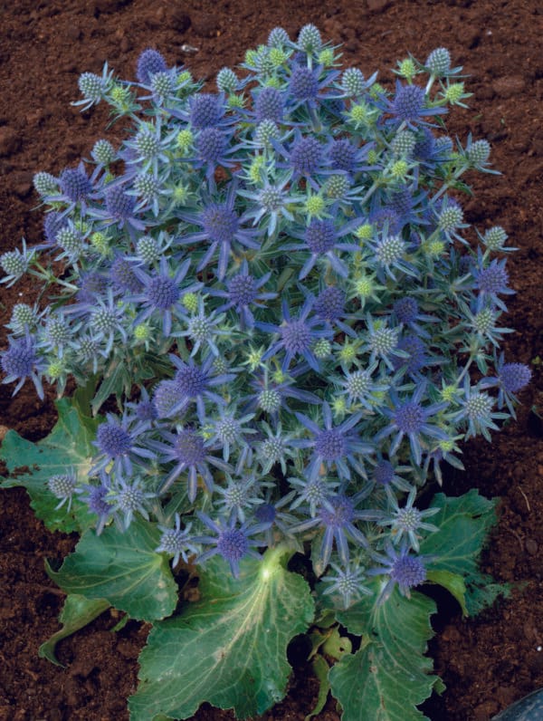 Eryngium Blue Hobbit - bag