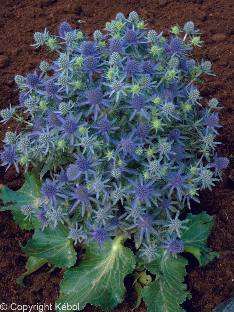 Eryngium Blue Hobbit