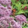 Eupatorium Little Joe
