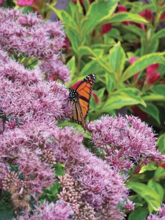 Eupatorium Little Joe