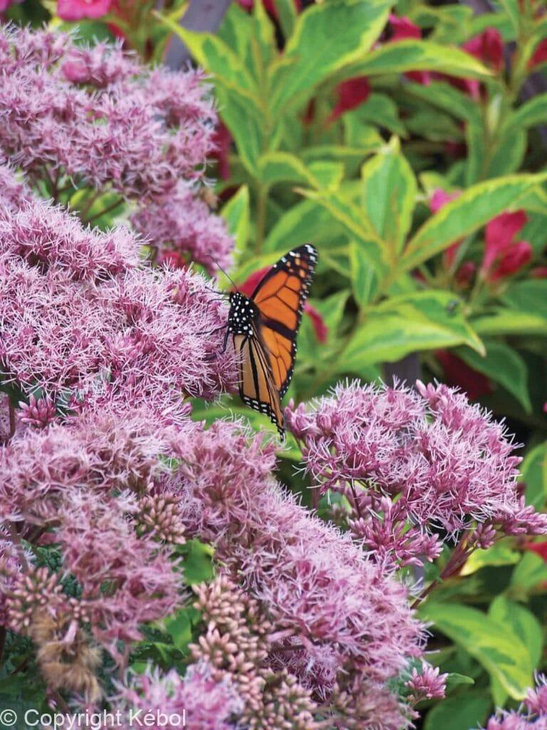 Eupatorium Little Joe