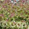 Filipendula Red Umbrellas