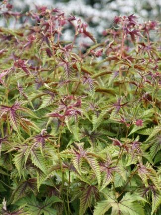 Filipendula Red Umbrellas - bag