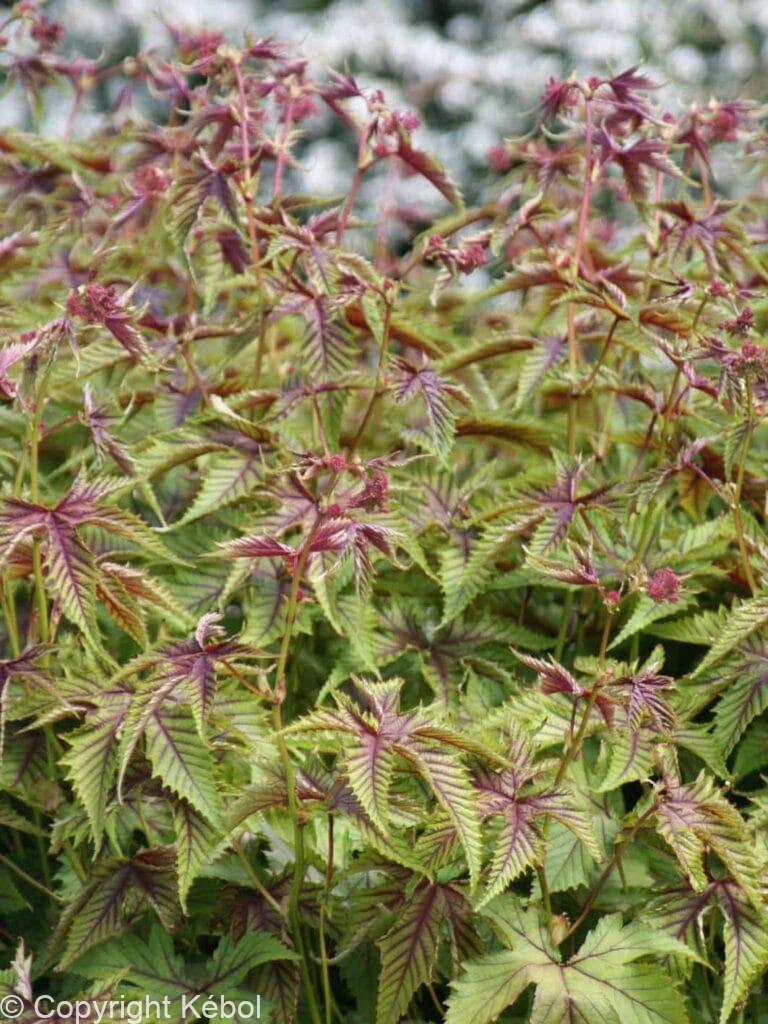 Filipendula Red Umbrellas
