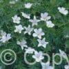 Geranium Album