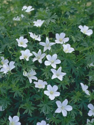 Geranium Album