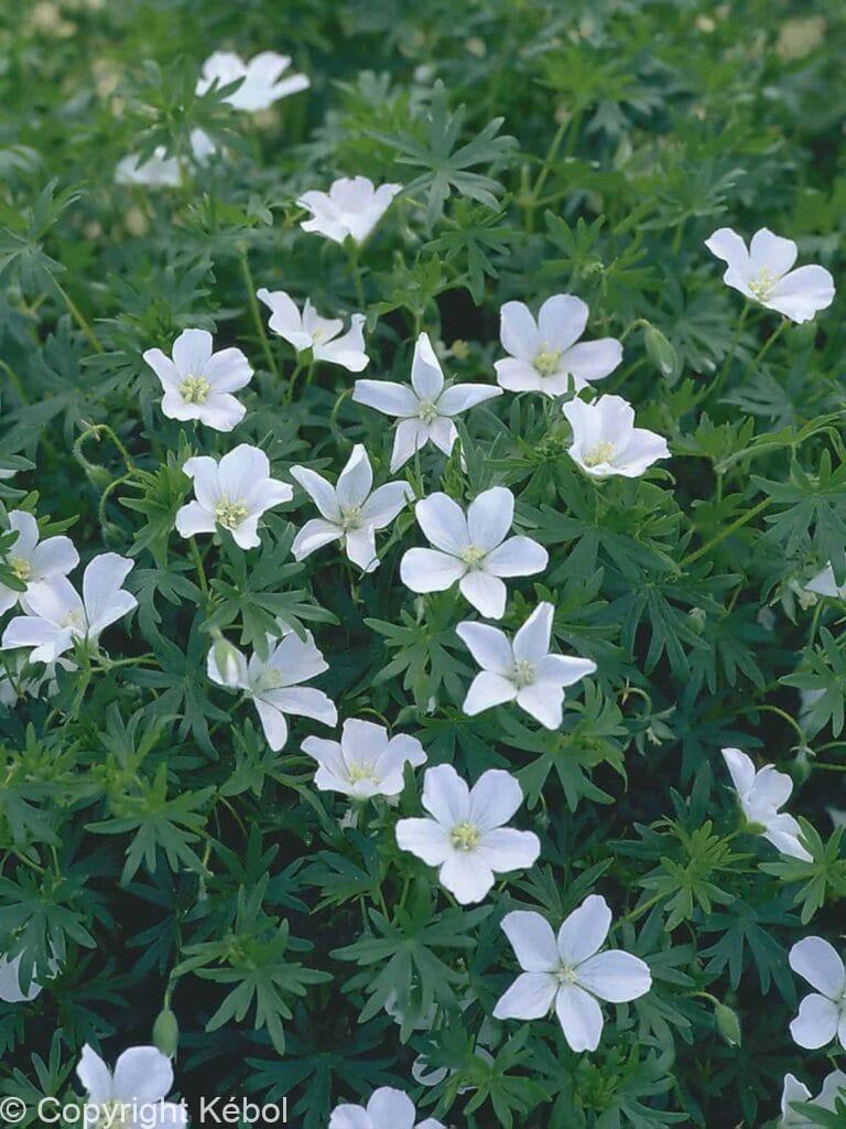 Geranium Album