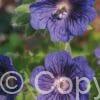 Geranium Blue Blood