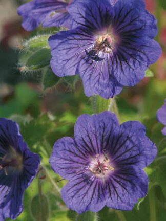 Geranium Blue Blood