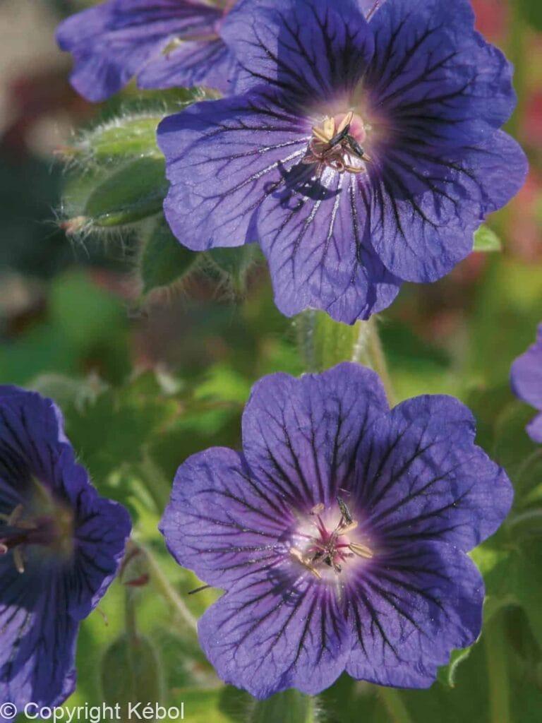Geranium Blue Blood