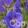 Geranium Brookside