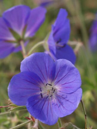 Geranium Brookside