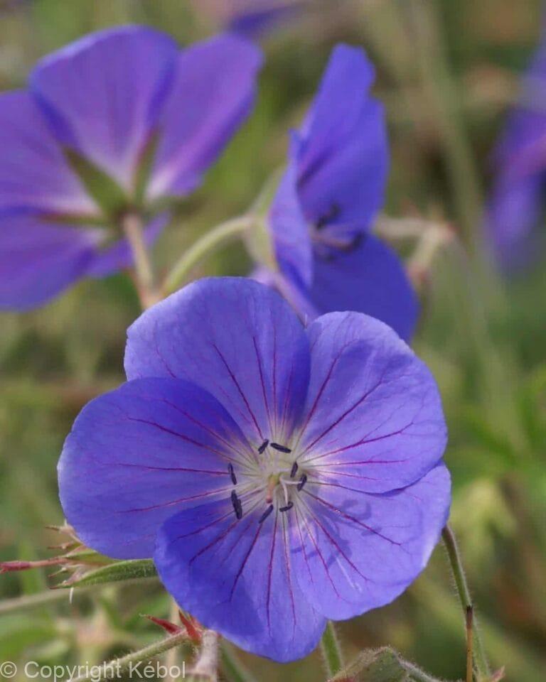 Geranium Brookside