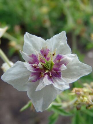 Geranium Double Jewel