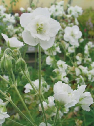 Geranium Laura