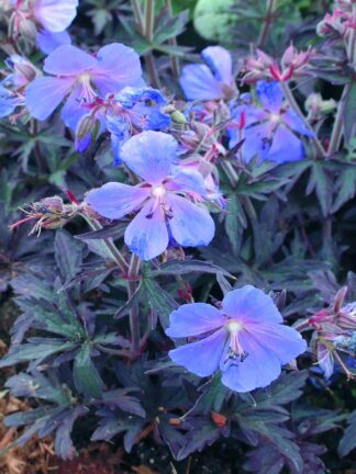 Geranium Midnight Reiter