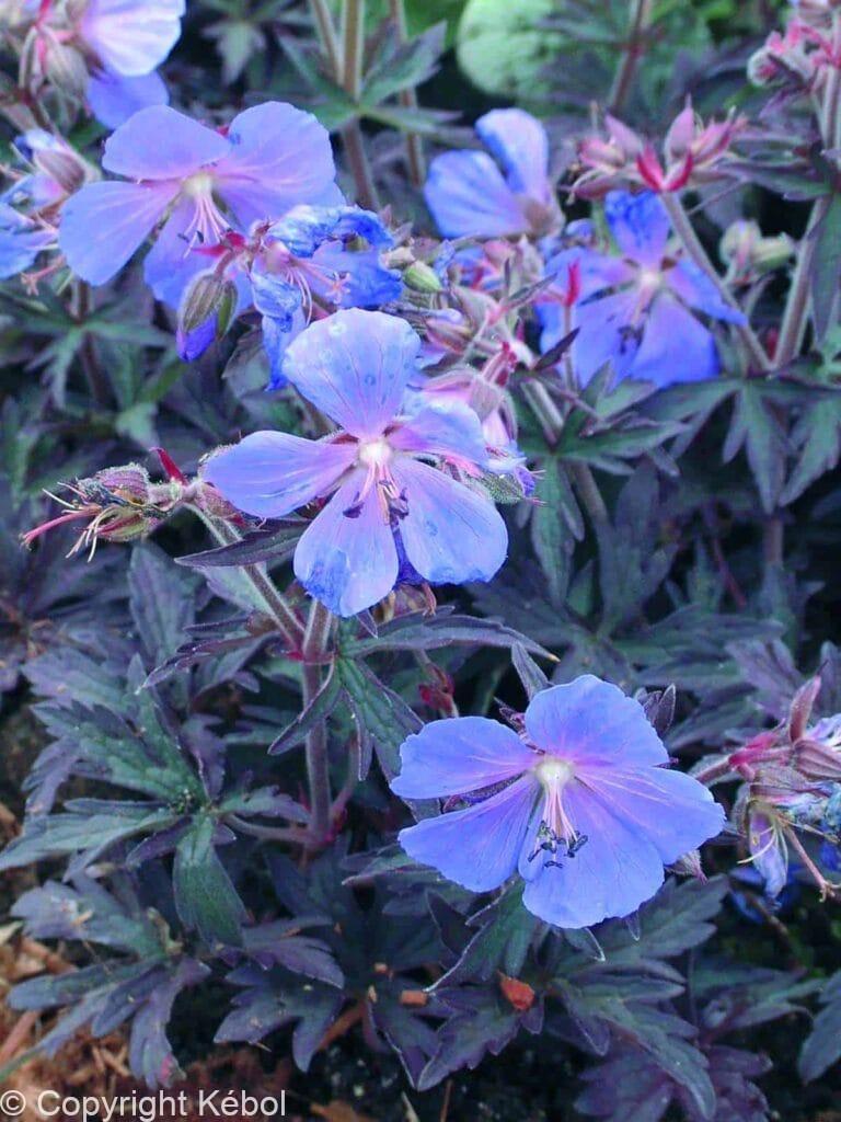 Geranium Midnight Reiter