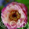 Geum Cosmopolitan