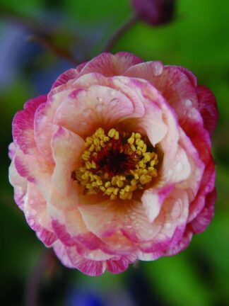 Geum Cosmopolitan